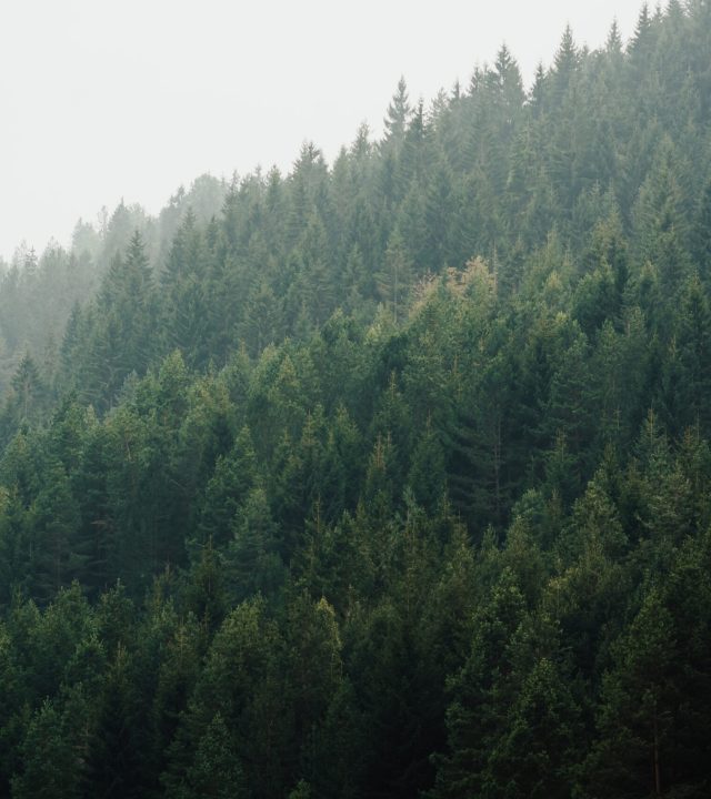 Misty landscape with fir trees